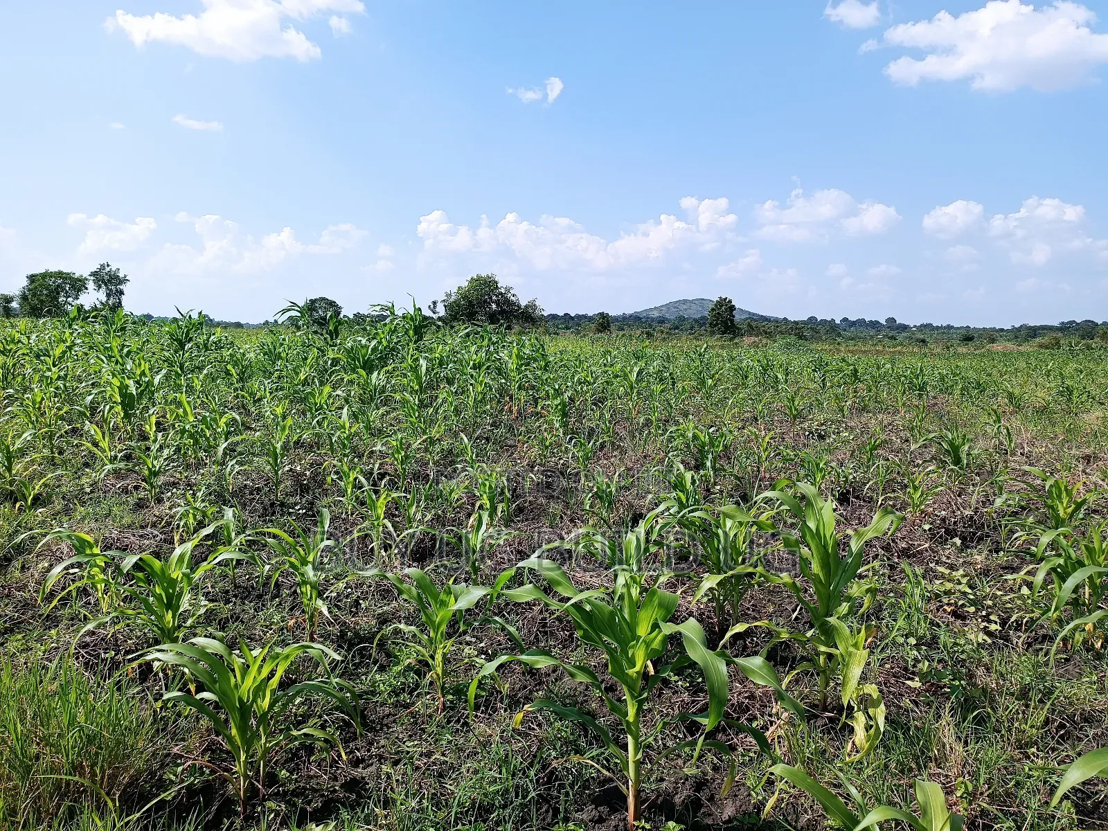Quick Sale! 
#5acres for Sale Gayaza - Zilobw at 13m