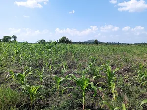 Quick Sale! 
#5acres for Sale Gayaza - Zilobw at 13m