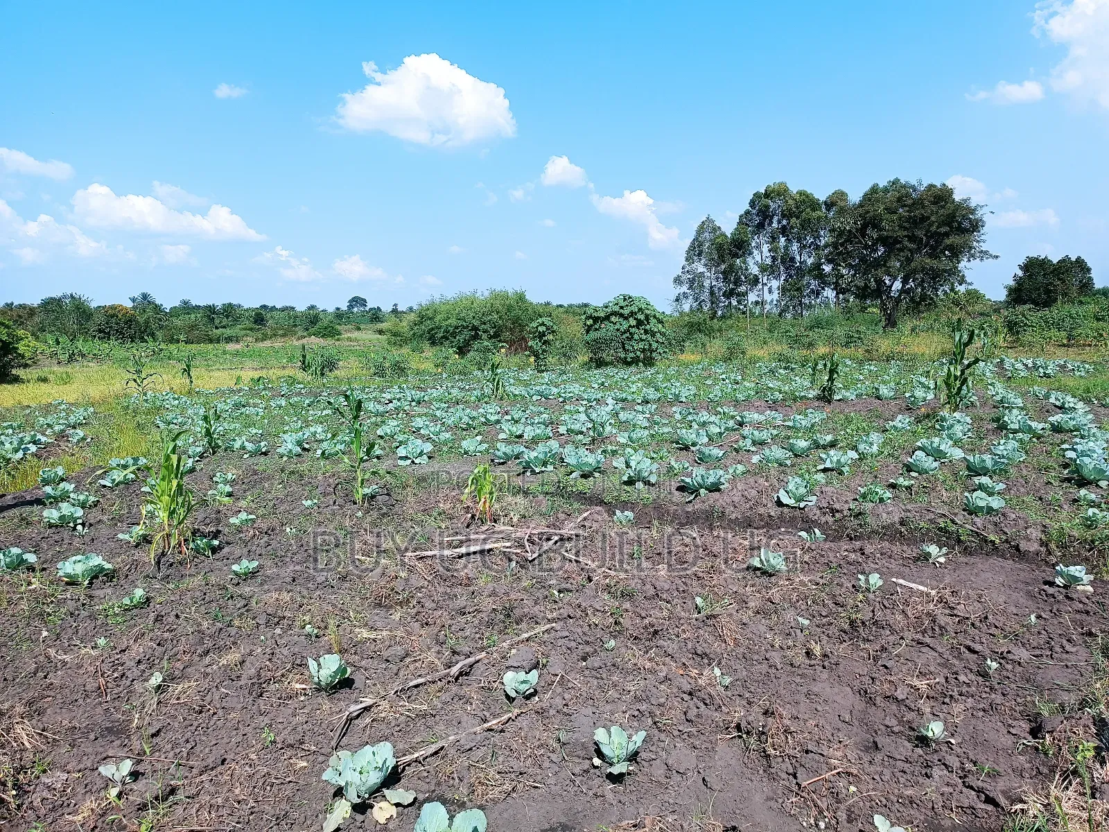 Quick Sale! 
#5acres for Sale Gayaza - Zilobw at 13m