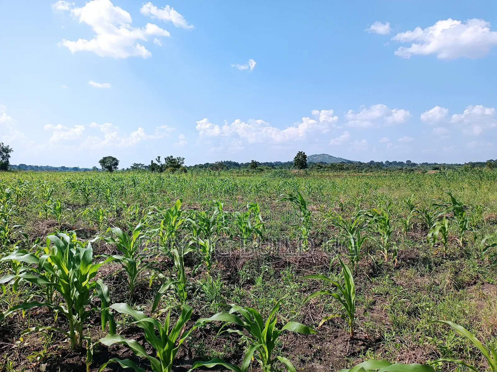 Quick Sale! 
#5acres for Sale Gayaza - Zilobw at 13m