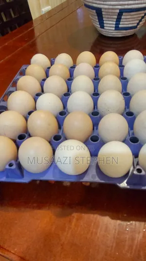 Photo - ML Poultry Farm