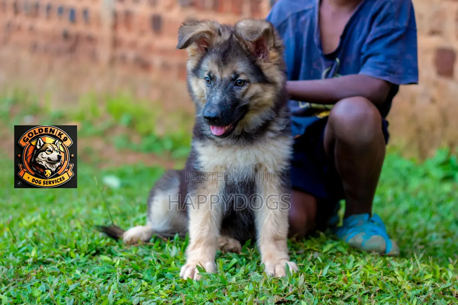 1-3 months Female Purebred German Shepherd