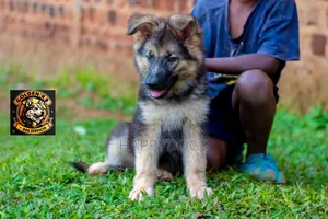 1-3 months Female Purebred German Shepherd