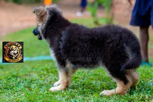 1-3 months Female Purebred German Shepherd