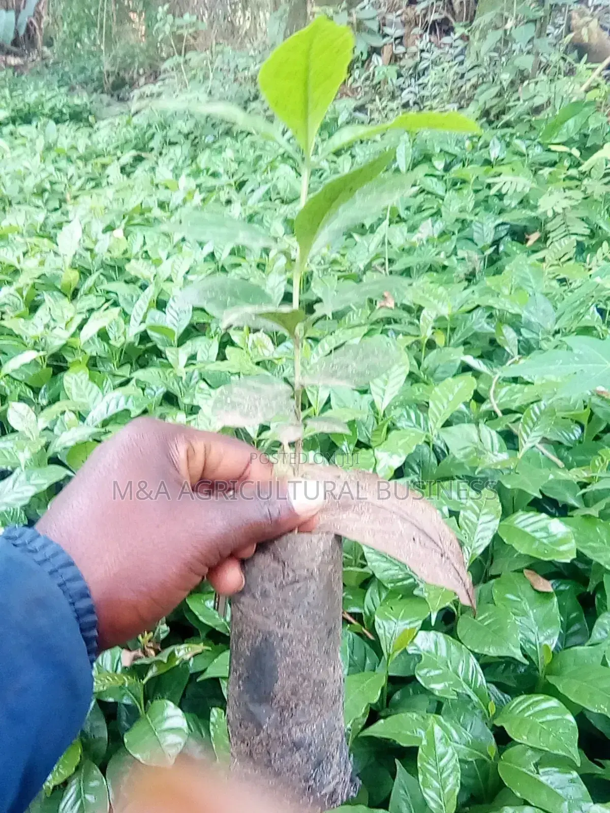 Elite Coffee Seedlings