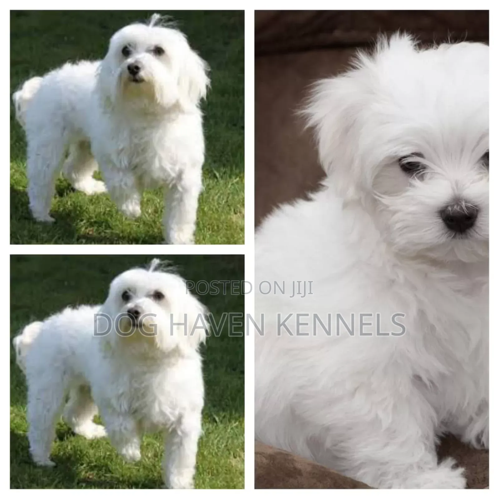 3-6 months Male Purebred Maltese