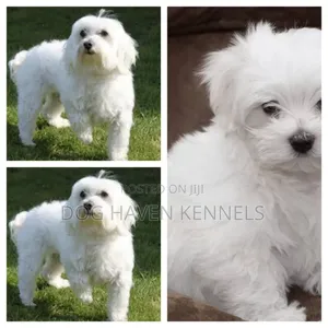 3-6 months Male Purebred Maltese