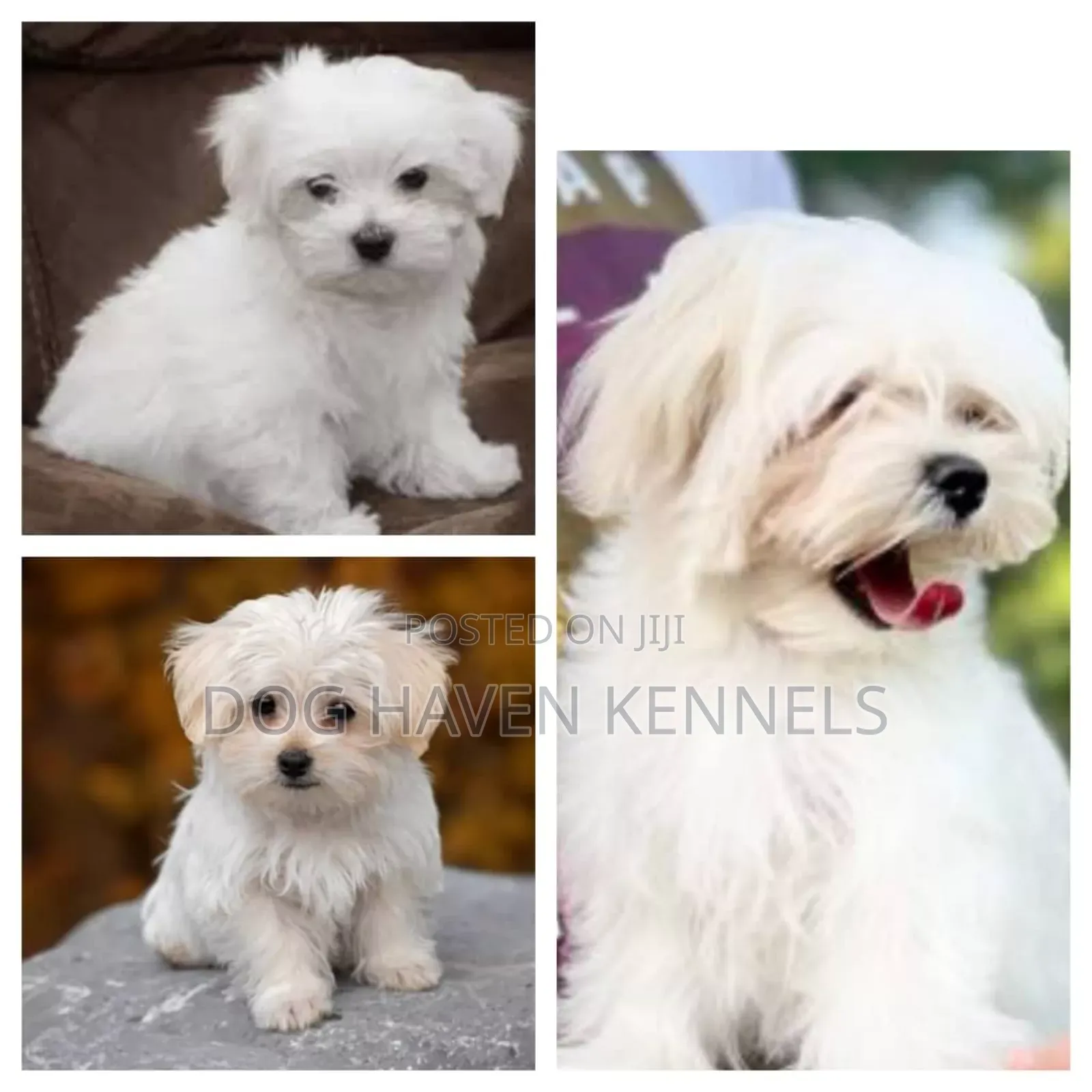1-3 months Male Purebred Coton de Tulear