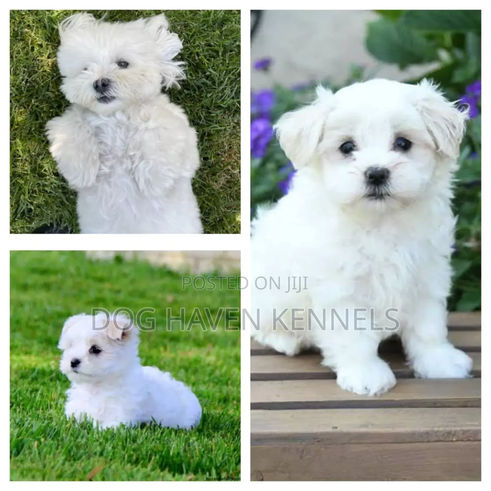 1-3 months Female Purebred Coton de Tulear