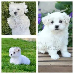 1-3 months Female Purebred Coton de Tulear