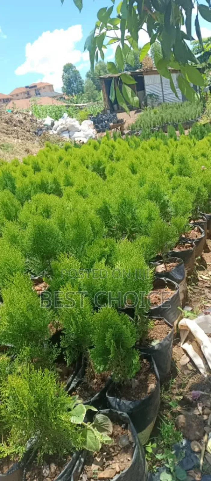 Nature's Beauty With the Best Flowers and Plants
