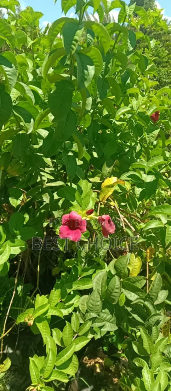 Nature's Beauty With the Best Flowers and Plants