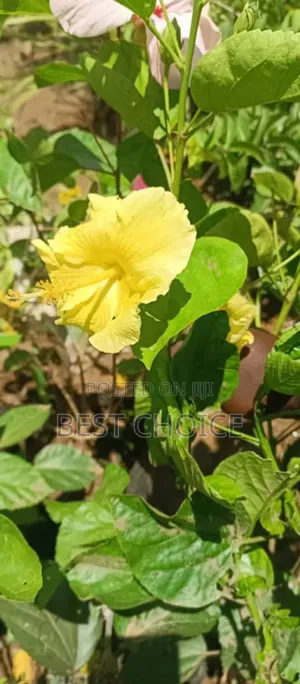 Nature's Beauty With the Best Flowers and Plants
