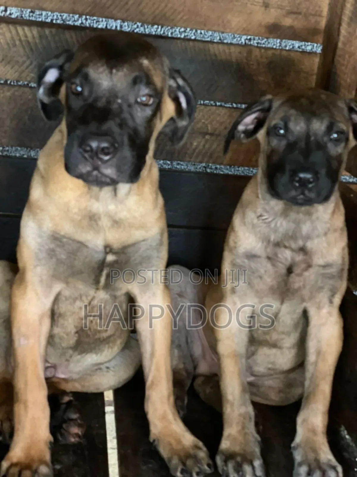 1-3 months Male Purebred Boerboel