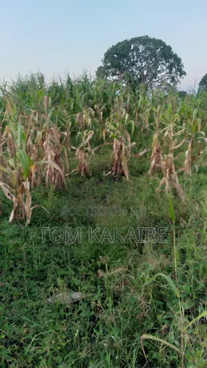Land for Renting or Selling Fertile With Source of Water