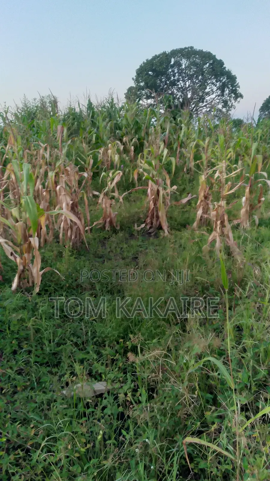 Land for Renting or Selling Fertile With Source of Water