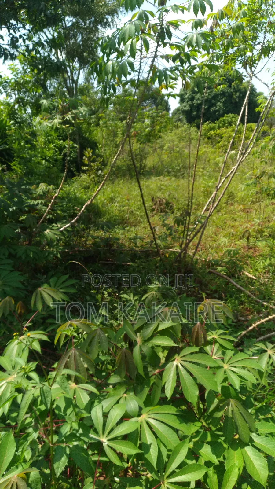 Land for Renting or Selling Fertile With Source of Water