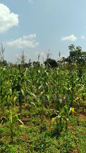 Land for Renting or Selling Fertile With Source of Water