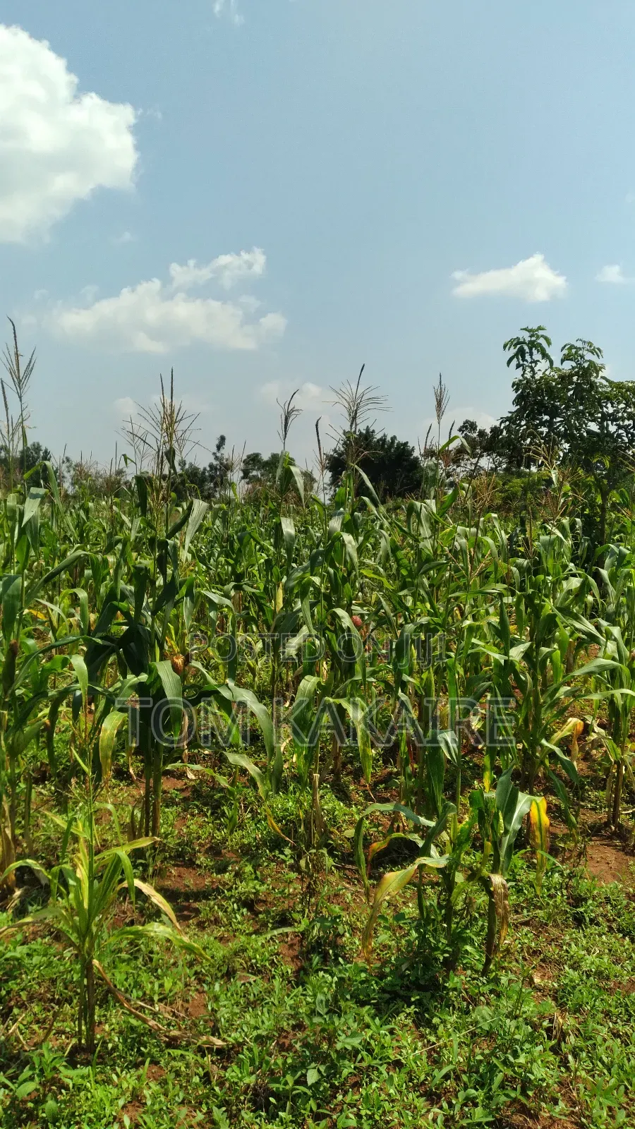 Land for Renting or Selling Fertile With Source of Water