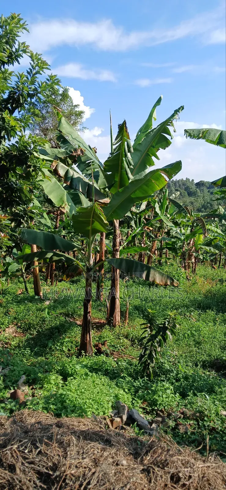 Plot for Sale in Gayaza