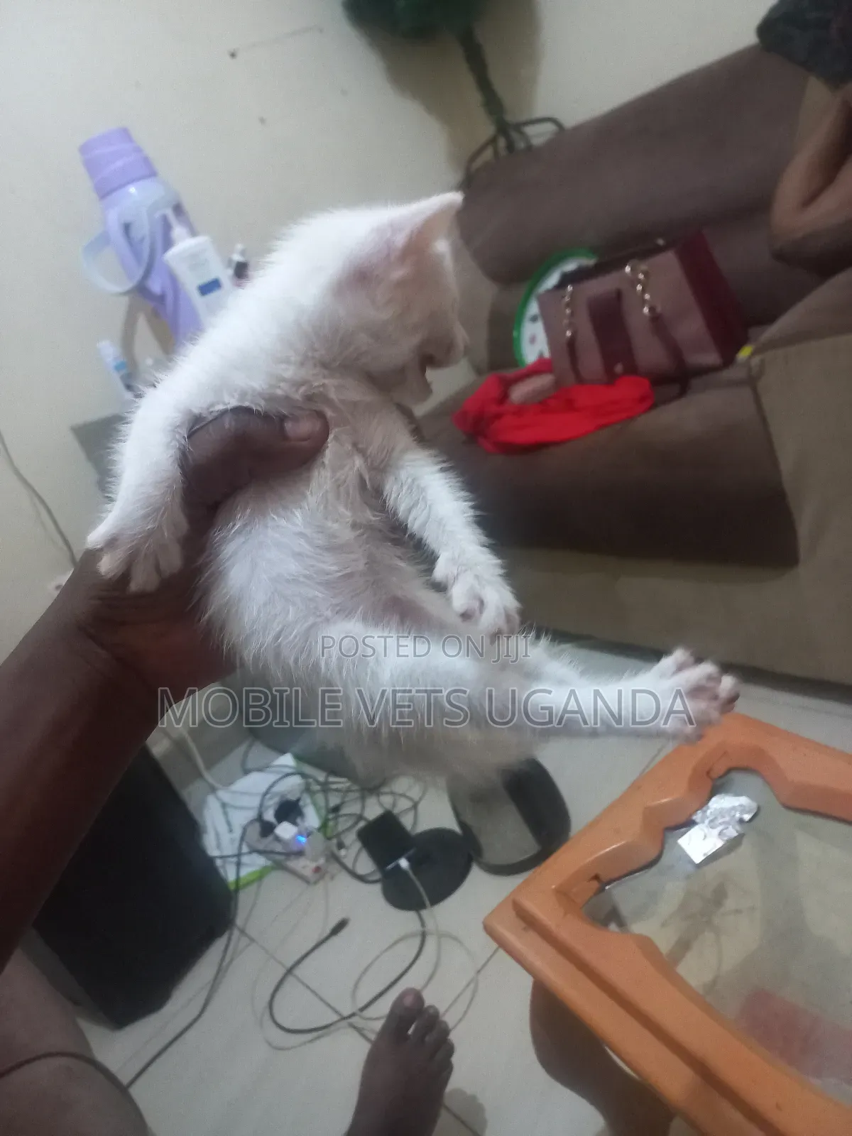 1-3 months Female Purebred American Wirehair