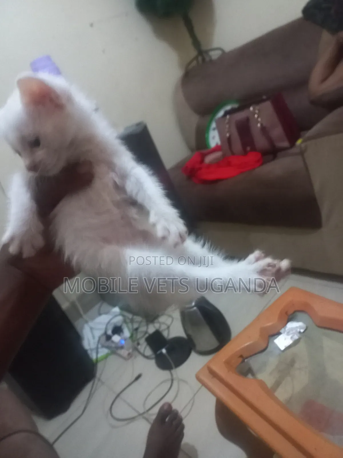 0-1 month Male Purebred British Shorthair