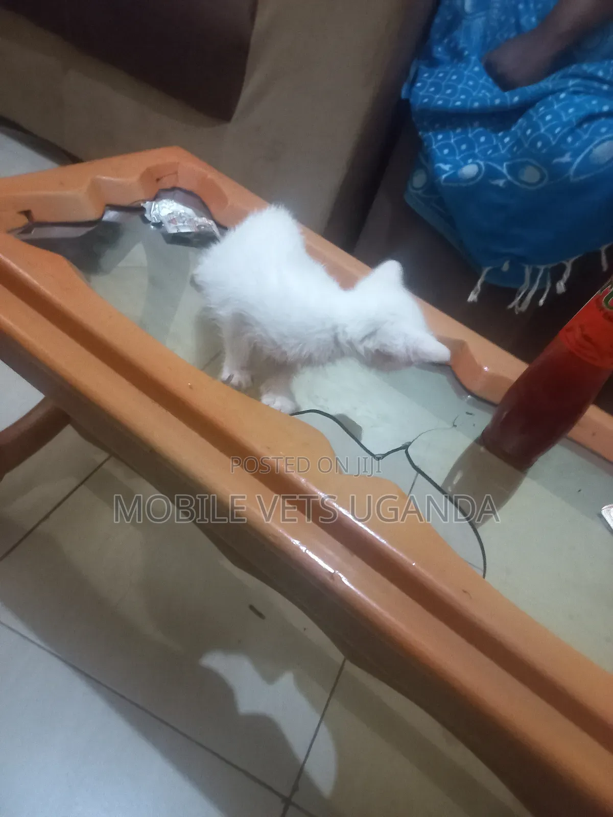 1-3 months Female Purebred Bombay