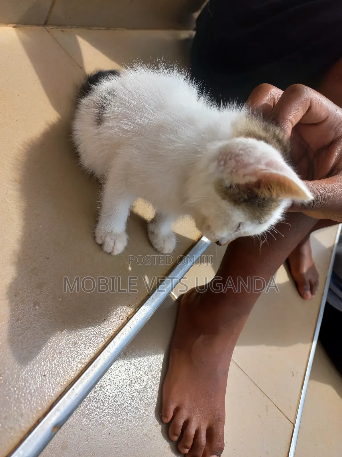 1-3 months Female Purebred Burmese