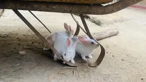 Photo - Young Rabbits