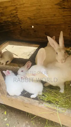 Photo - Young Rabbits