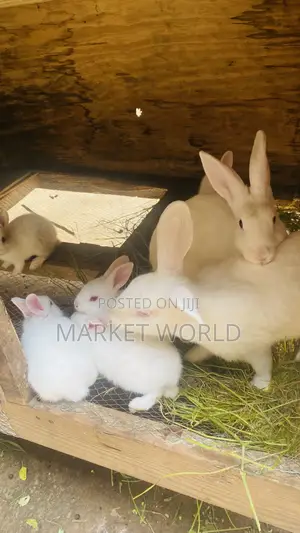 Young Rabbits