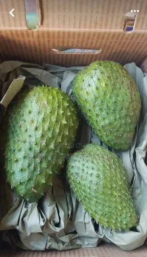 Soursop Graviola Leaves and Fruits