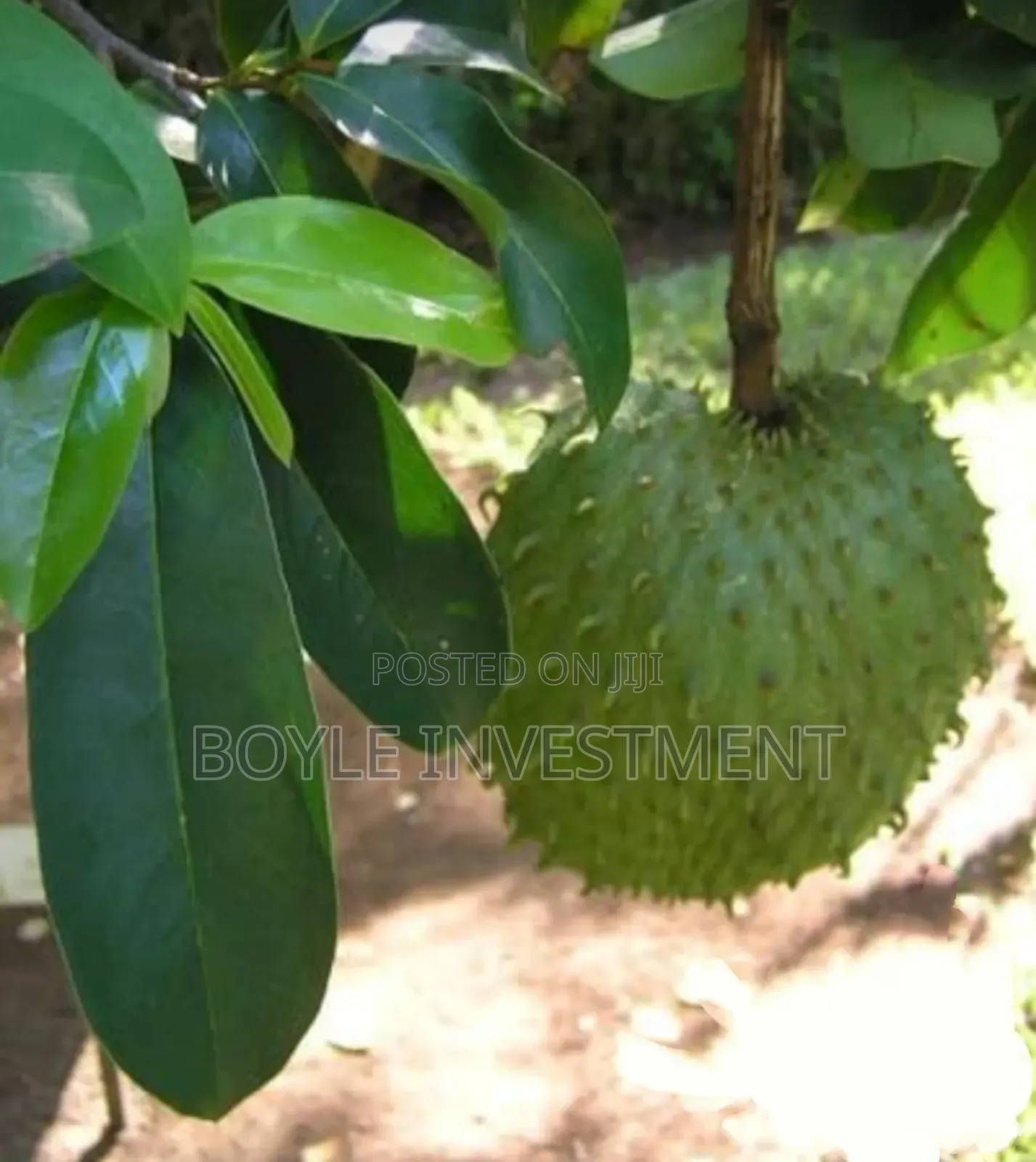 Soursop Graviola Leaves and Fruits