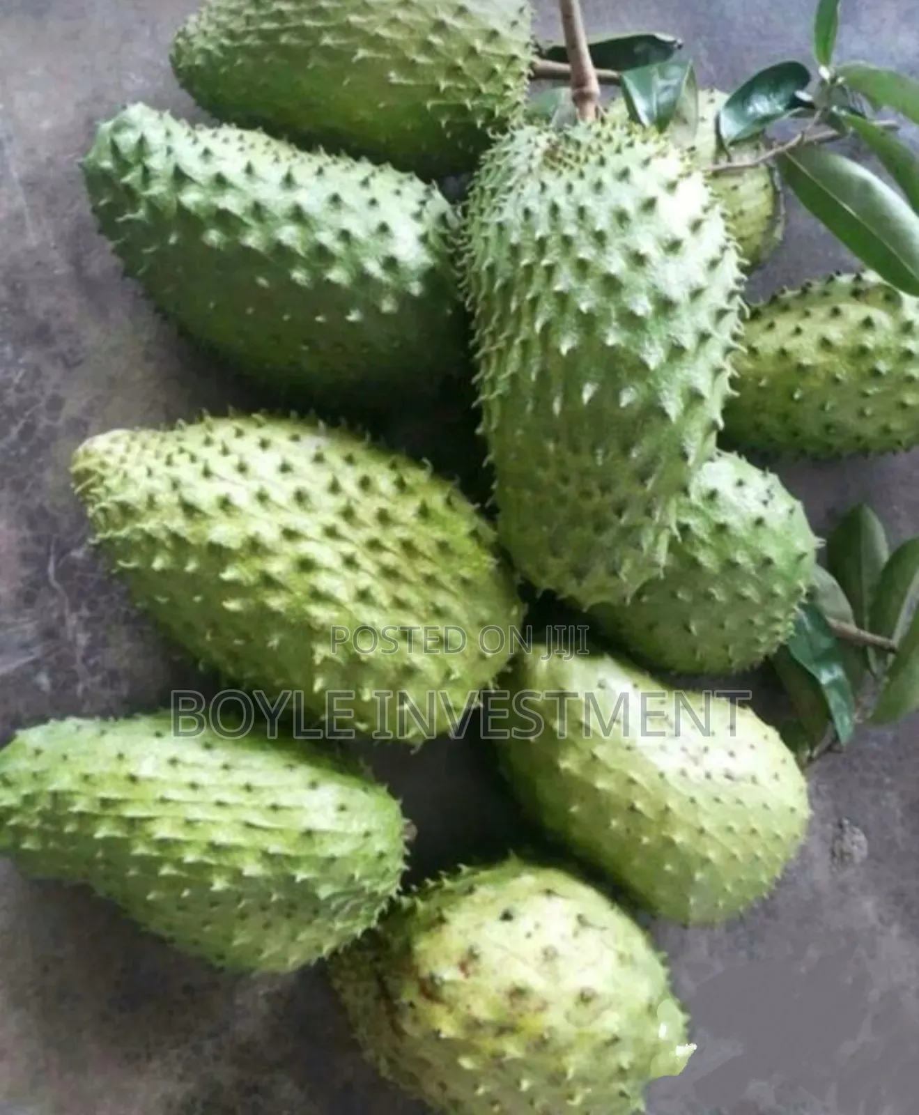 Soursop Graviola Leaves and Fruits