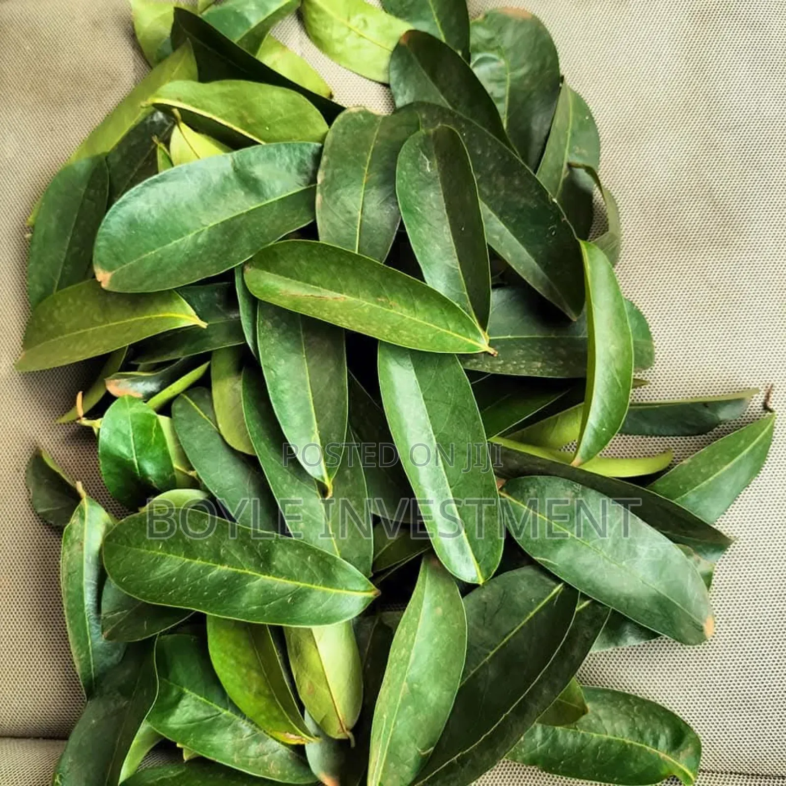 Soursop Graviola Leaves and Fruits