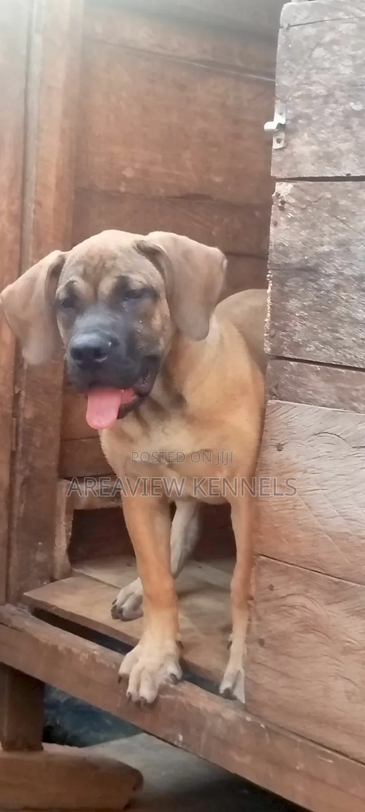 3-6 months Female Purebred Boerboel
