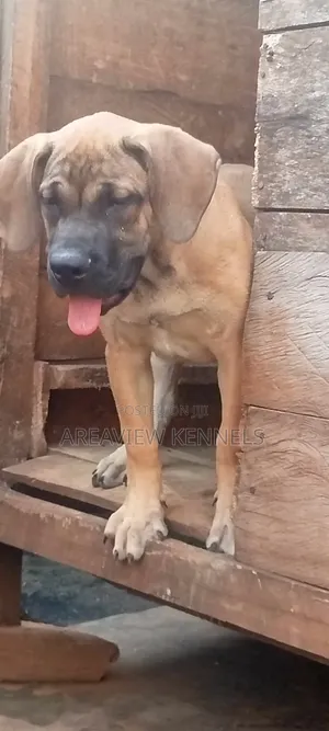 3-6 months Female Purebred Boerboel