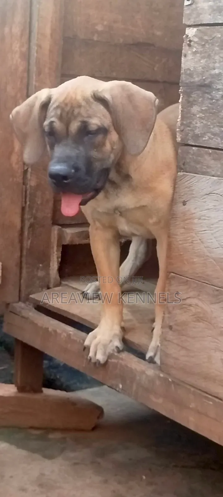 3-6 months Female Purebred Boerboel