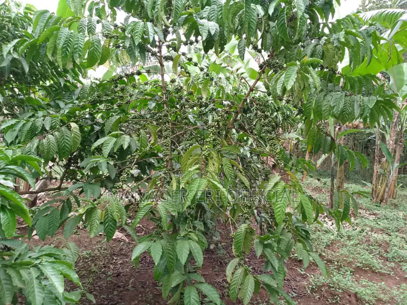 Plot for Sale