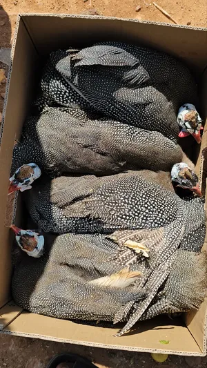 Turkey Guinea Fowl Combo