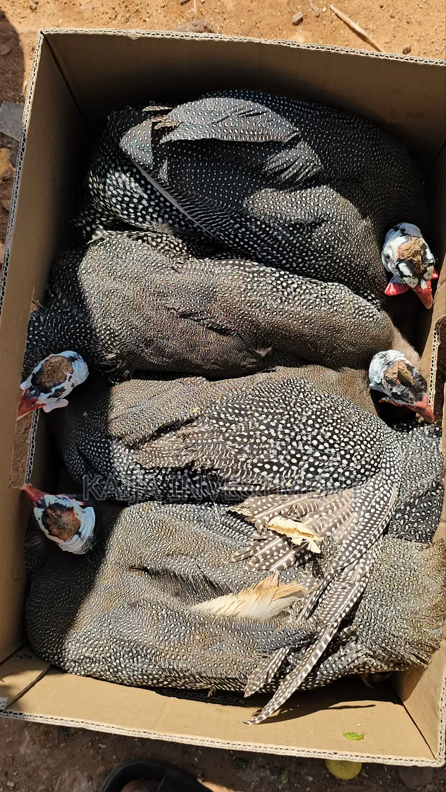Turkey Guinea Fowl Combo