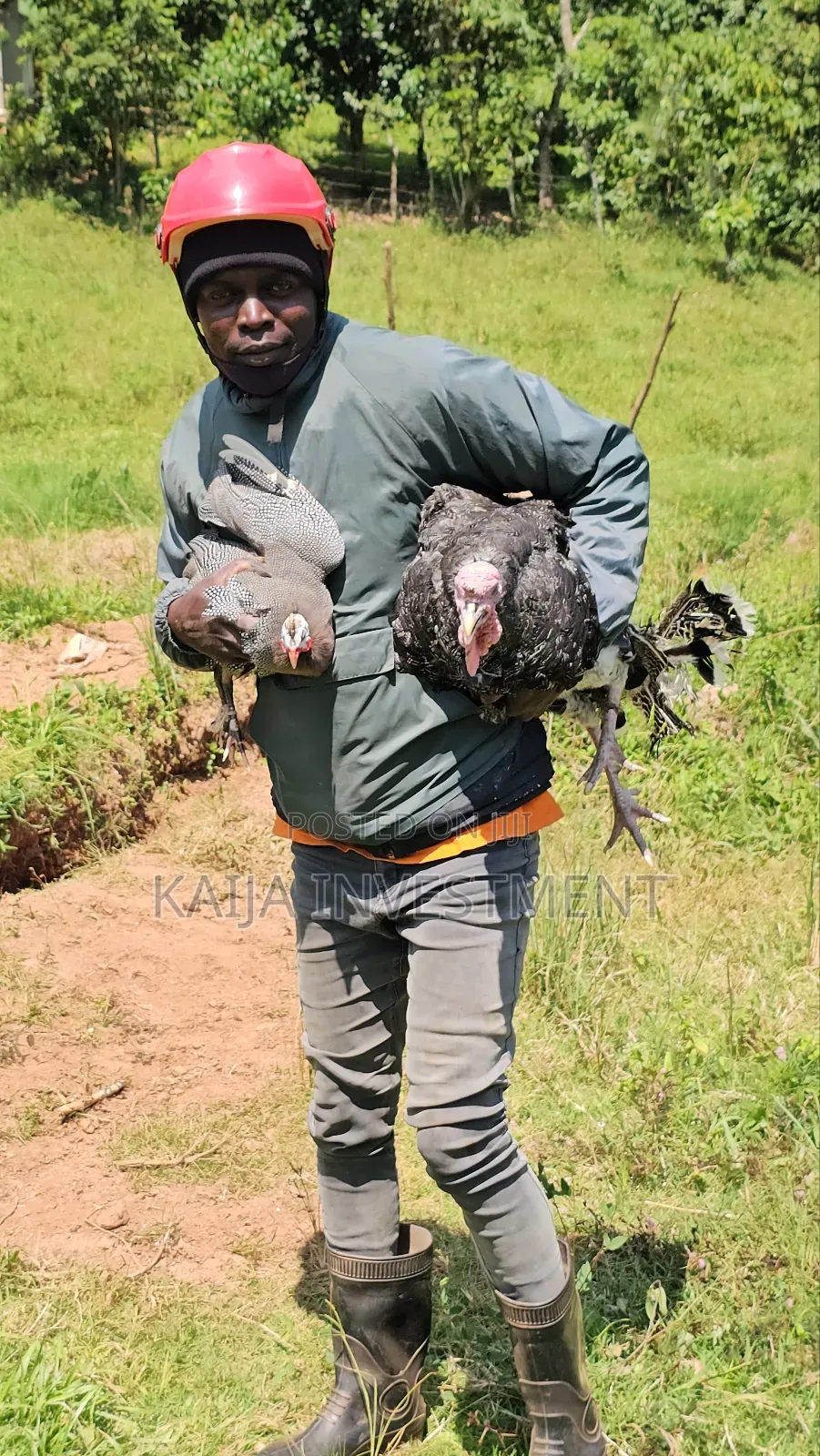 Turkey Guinea Fowl Combo