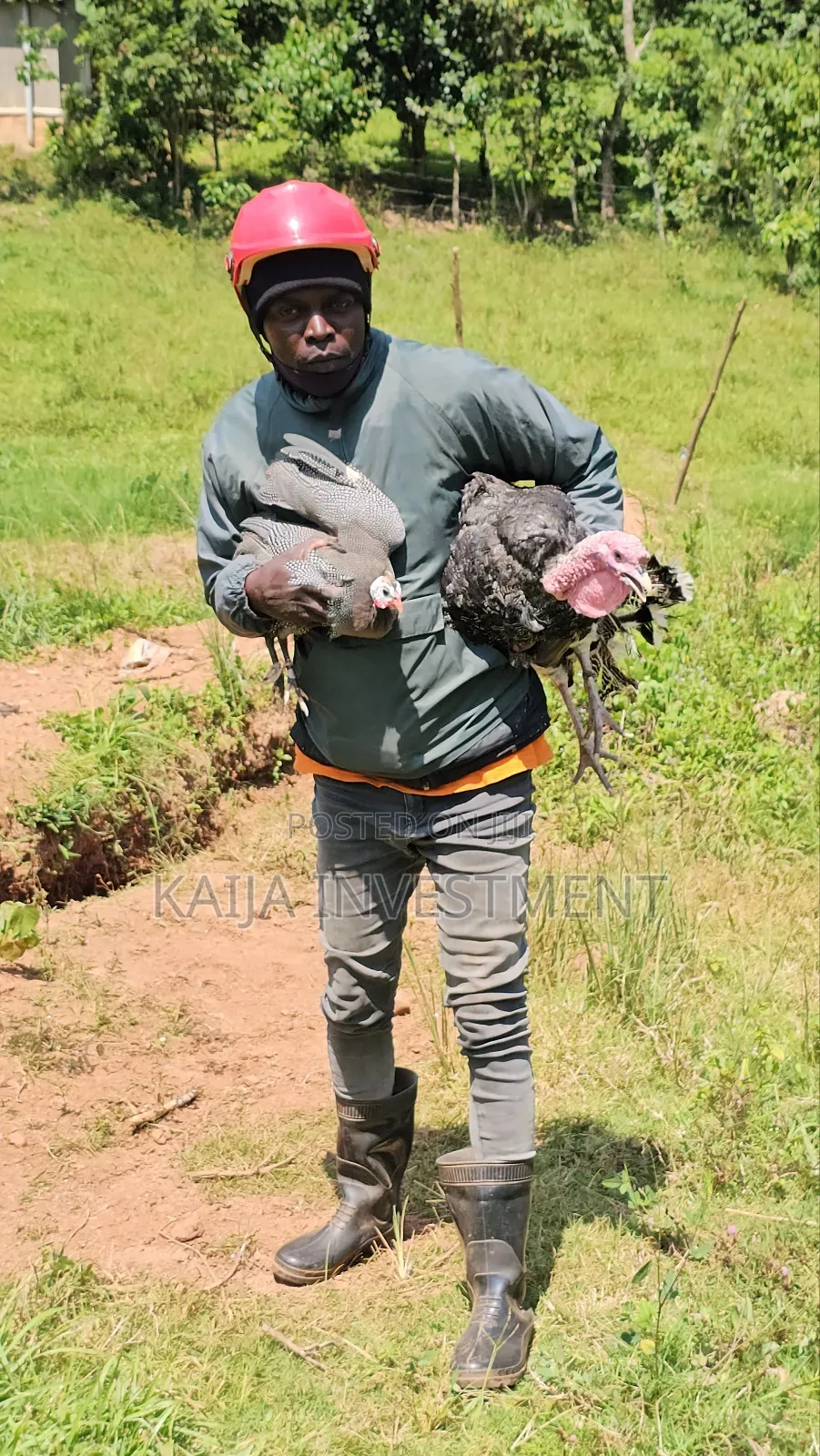 Turkey Guinea Fowl Combo