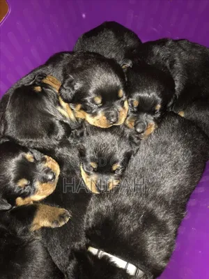 1-3 months Male Purebred Rottweiler