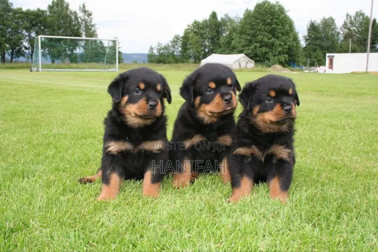 1-3 months Male Purebred Rottweiler