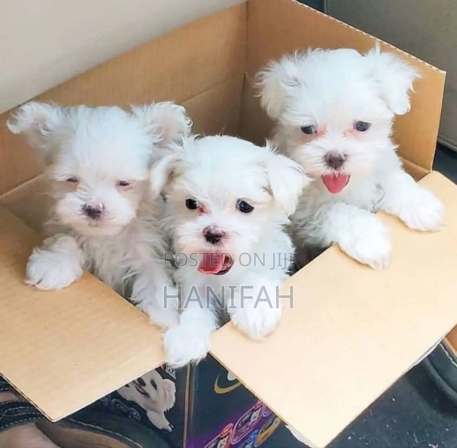 1-3 months Female Purebred Maltese