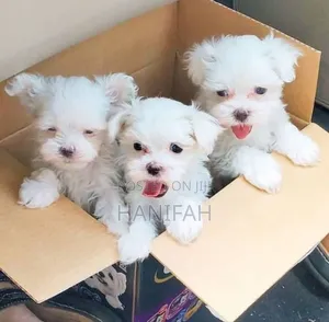 1-3 months Female Purebred Maltese
