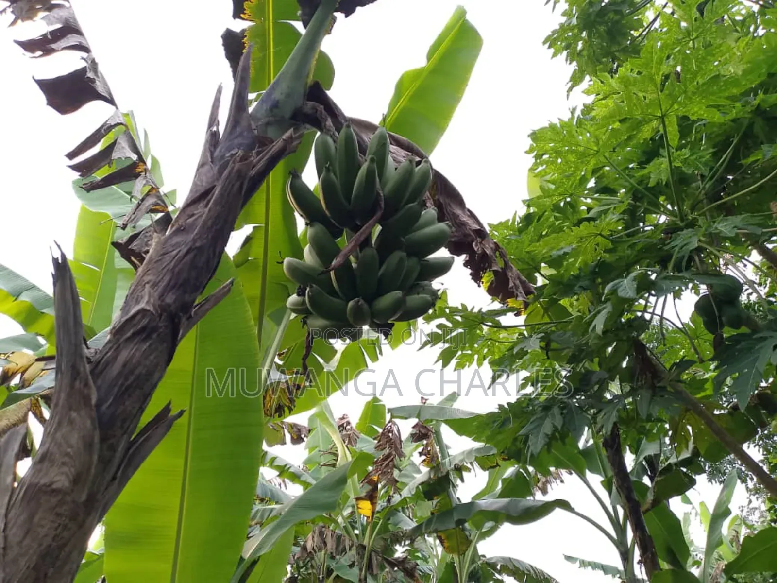 Land for Sale in Zirobwe