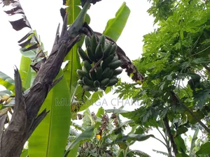 Land for Sale in Zirobwe