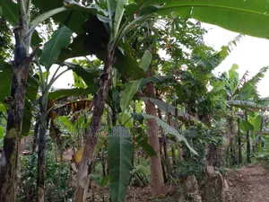 Land for Sale in Zirobwe